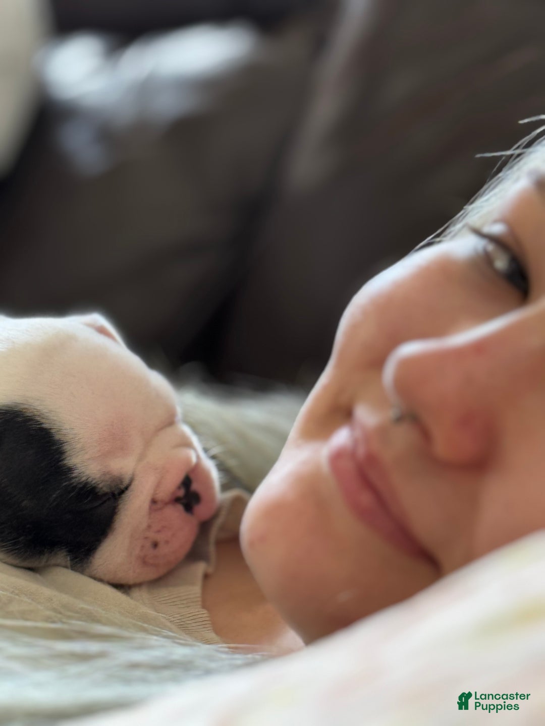 French Bulldog dogs for sale: French Bulldog Puppy 1 “Seamus” - Ad 9