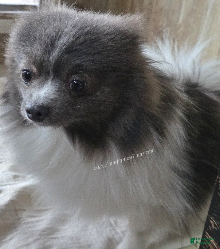 Pomeranian dogs Paris - Blue and White (parti) -Young Adult AKC full no reg option - Ad 11
