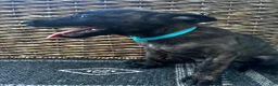 Dutch Shepherd dogs for sale: Dutch Shepherd 3 - Ad 3