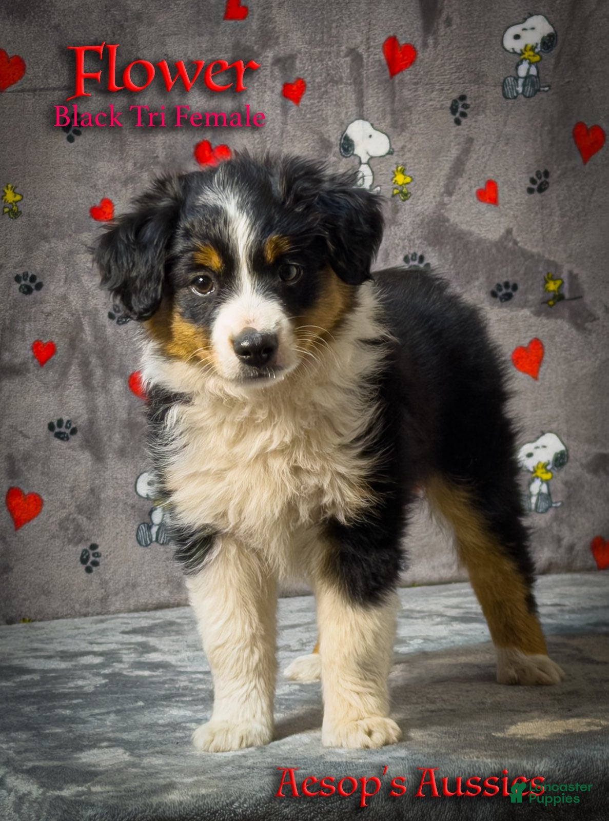 Toy Australian Shepherd dogs Flower - Ad 1