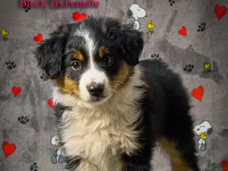 Toy Australian Shepherd dogs for sale: Flower - Ad 4