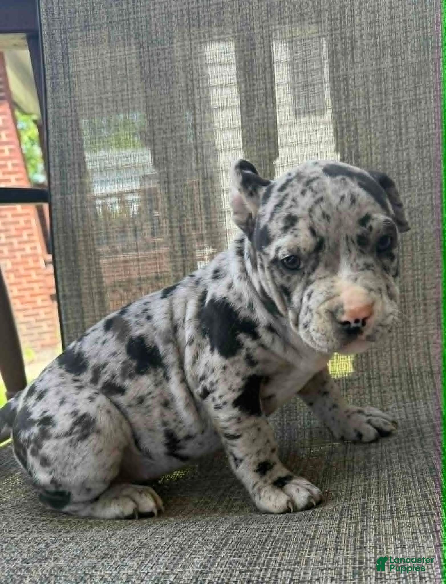 American Bully dogs for sale: Hera - Ad 9
