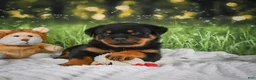 Rottweiler dogs for sale: Knox - Ad 13