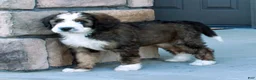 Bernedoodle dogs for sale: Sammy - Ad 6