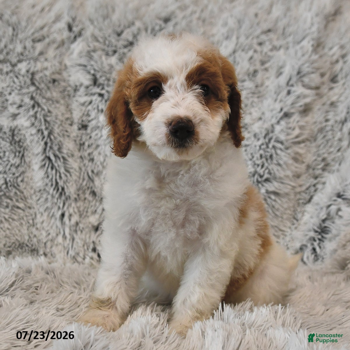 Mini Goldendoodle dogs Jewel - Ad 2