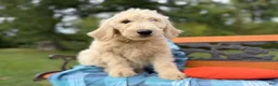Labradoodle dogs for sale: Clove (Girl) - Ad 5