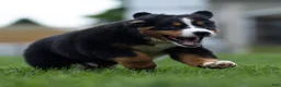 Bernese Mountain Dog dogs for sale: Bryan (Genetically Clear) Bernese Mountain Dog  - Ad 12