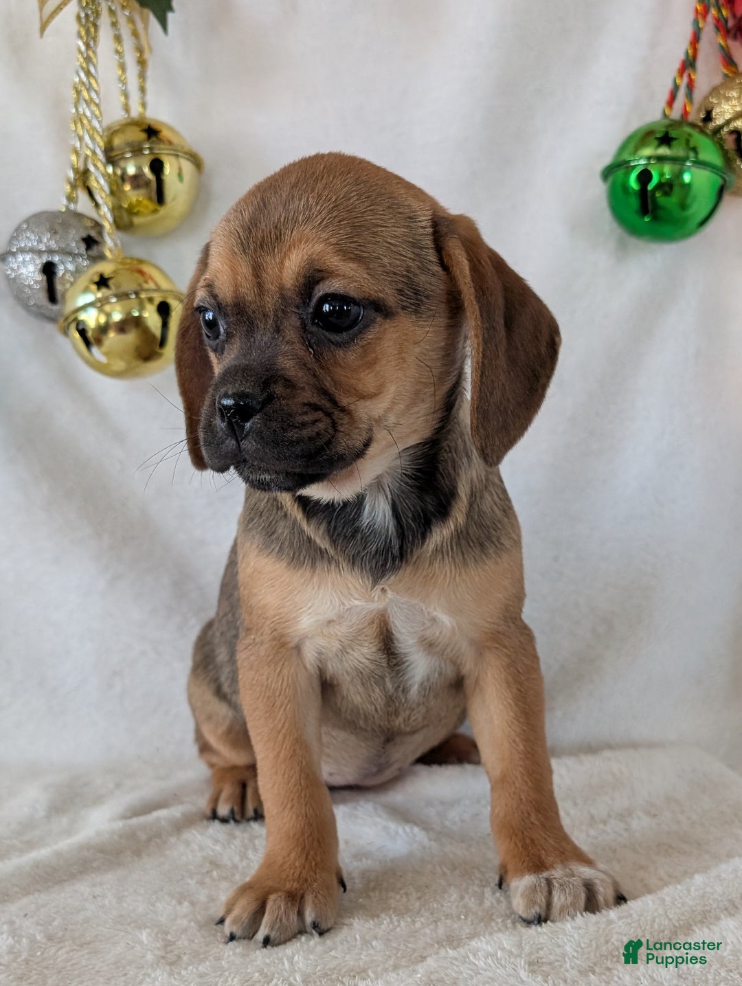Puggle dogs for sale: Joy  - Ad 4