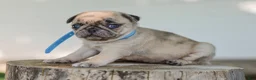 Pug dogs for sale: Alyssa Purebred Pug - Ad 2