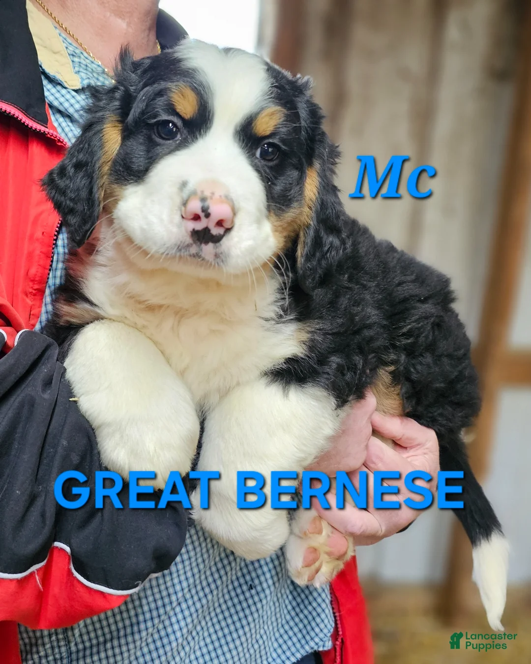 Mixed Breed dogs for sale: Mixed Breed Puppy 1 - Ad 1