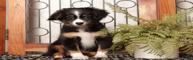 Elm - Mini Aussie 
