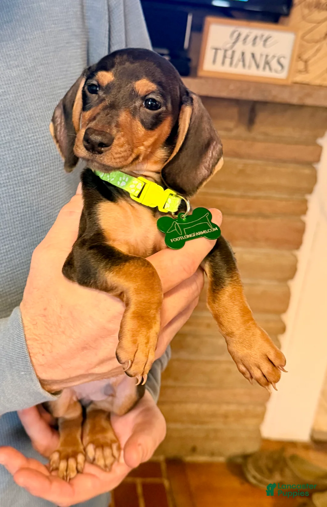 Miniature Dachshund dogs for sale: Miniature Dachshund Puppy 2 - Ad 4