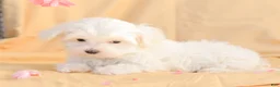 Maltese dogs for sale: Butch - Ad 9