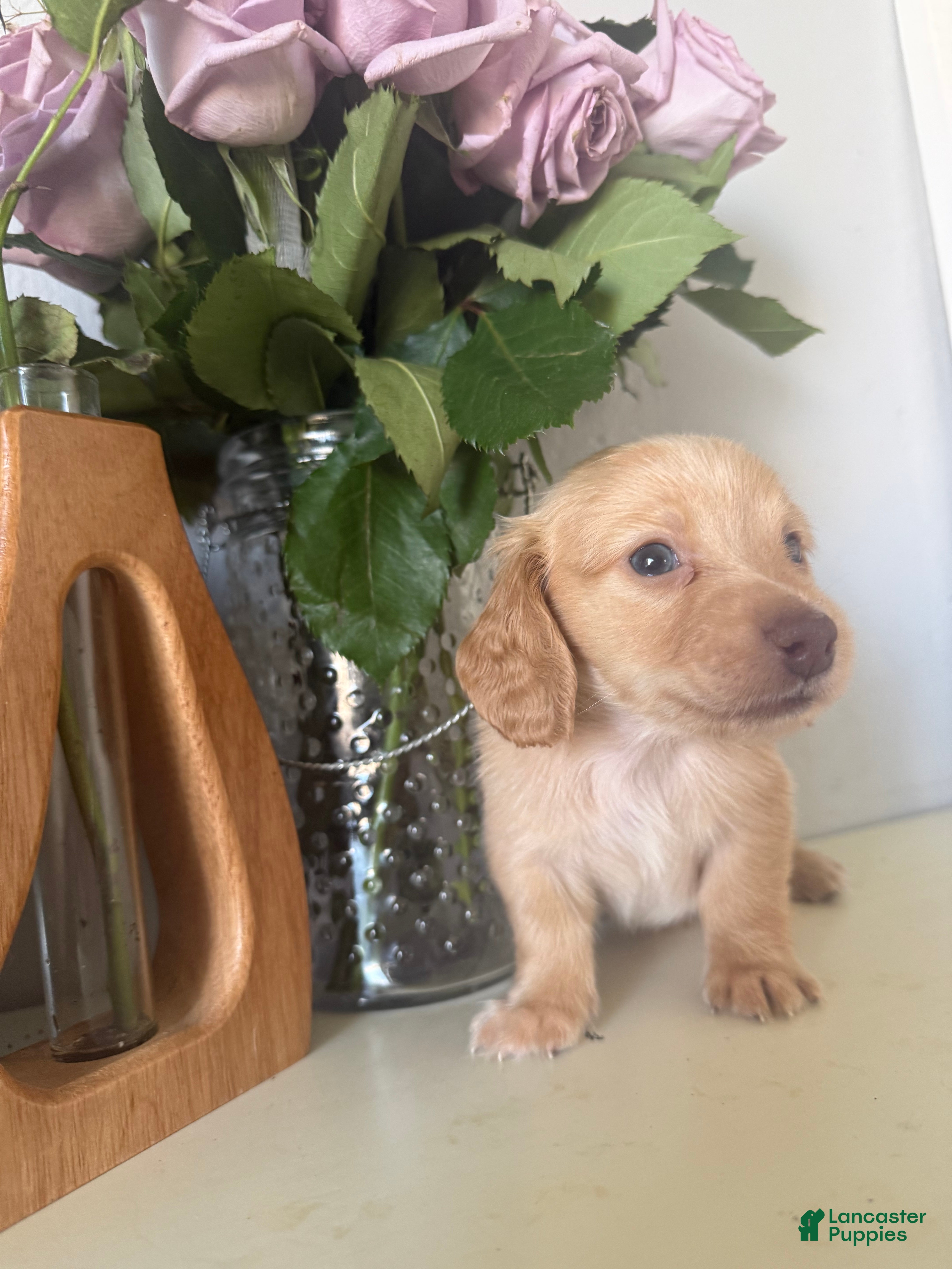 Miniature Dachshund dogs for sale: Tucker - Ad 4
