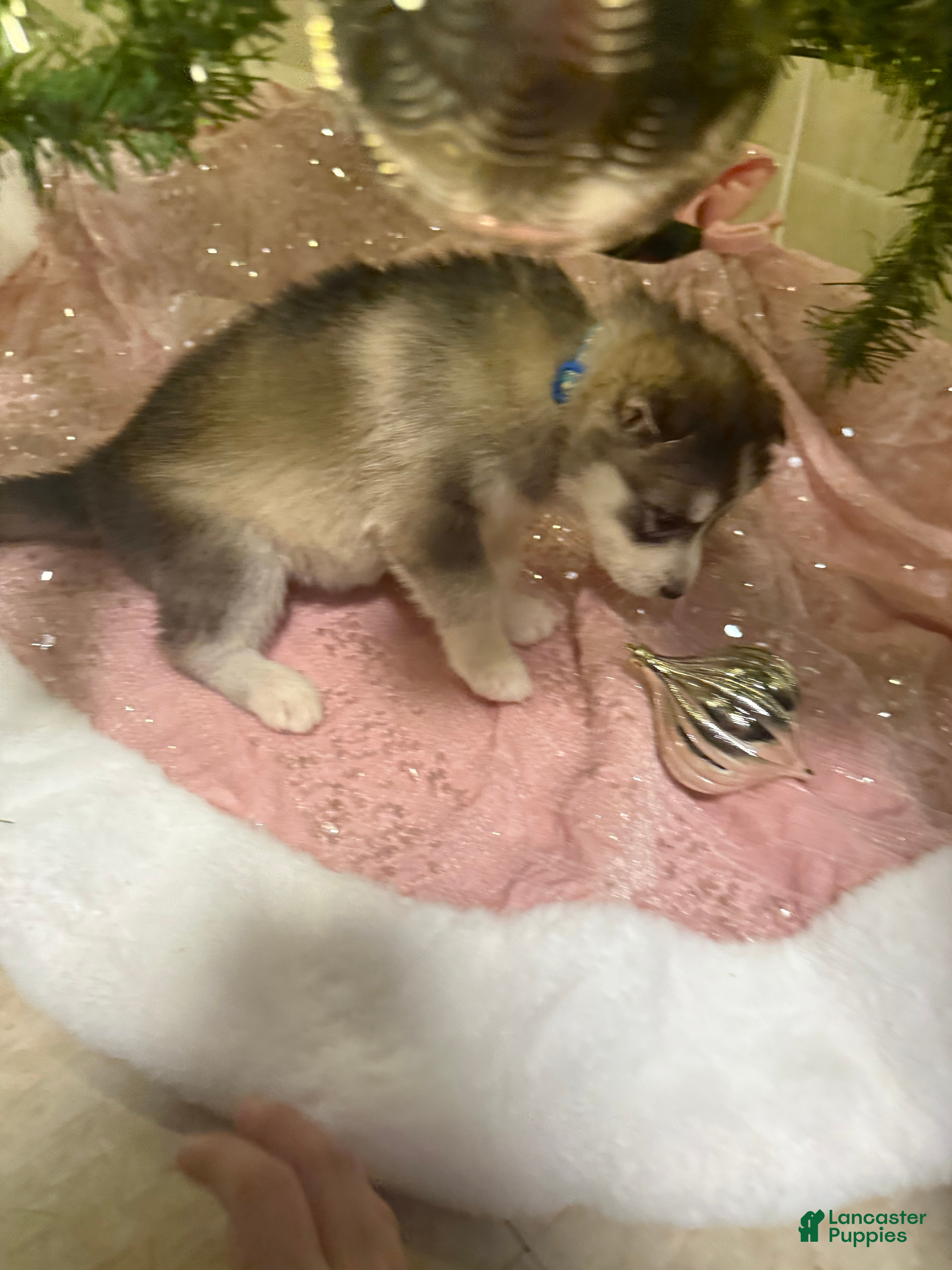Siberian Husky dogs Niklaus - Ad 10