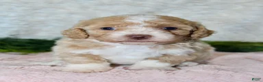 Bichpoo 4