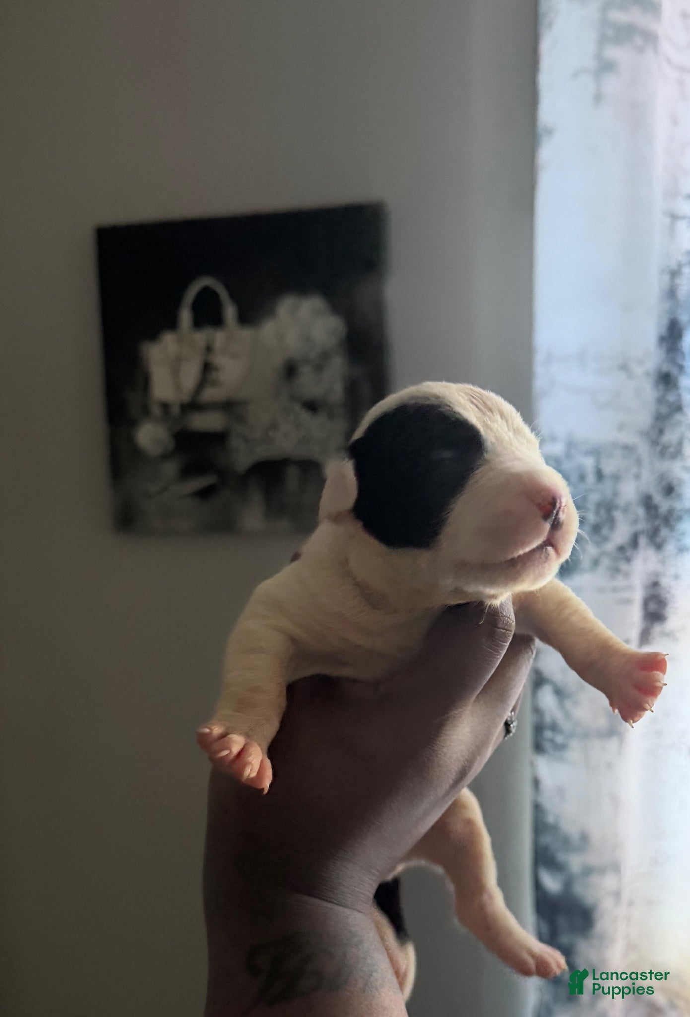 Mixed Breed dogs CHERRY - Ad 22