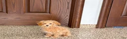 Maltipoo dogs for sale: Maltipoo Female Puppy 4 - Ad 4