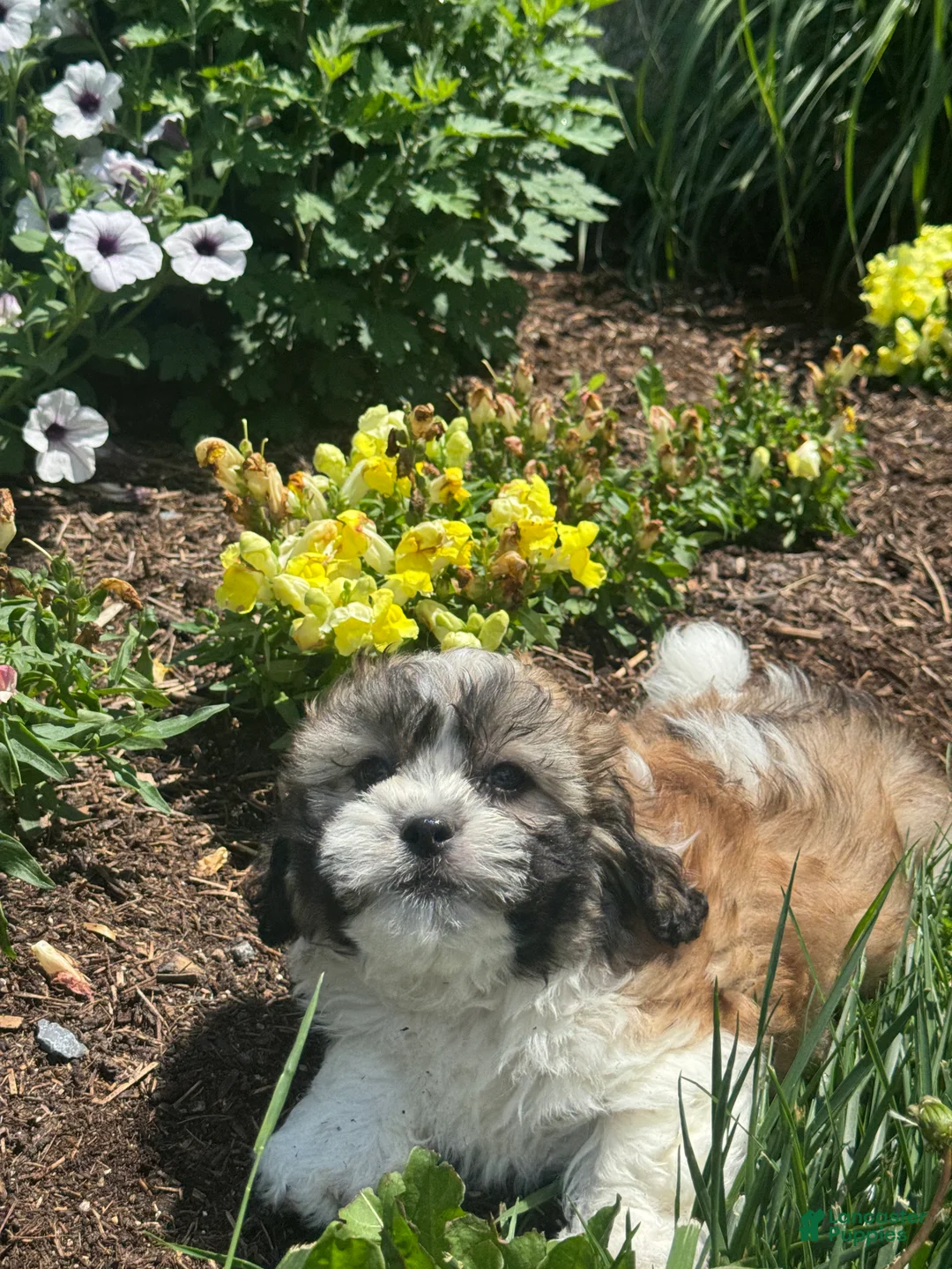 Teddy Bear dogs for sale: Jake - Ad 5