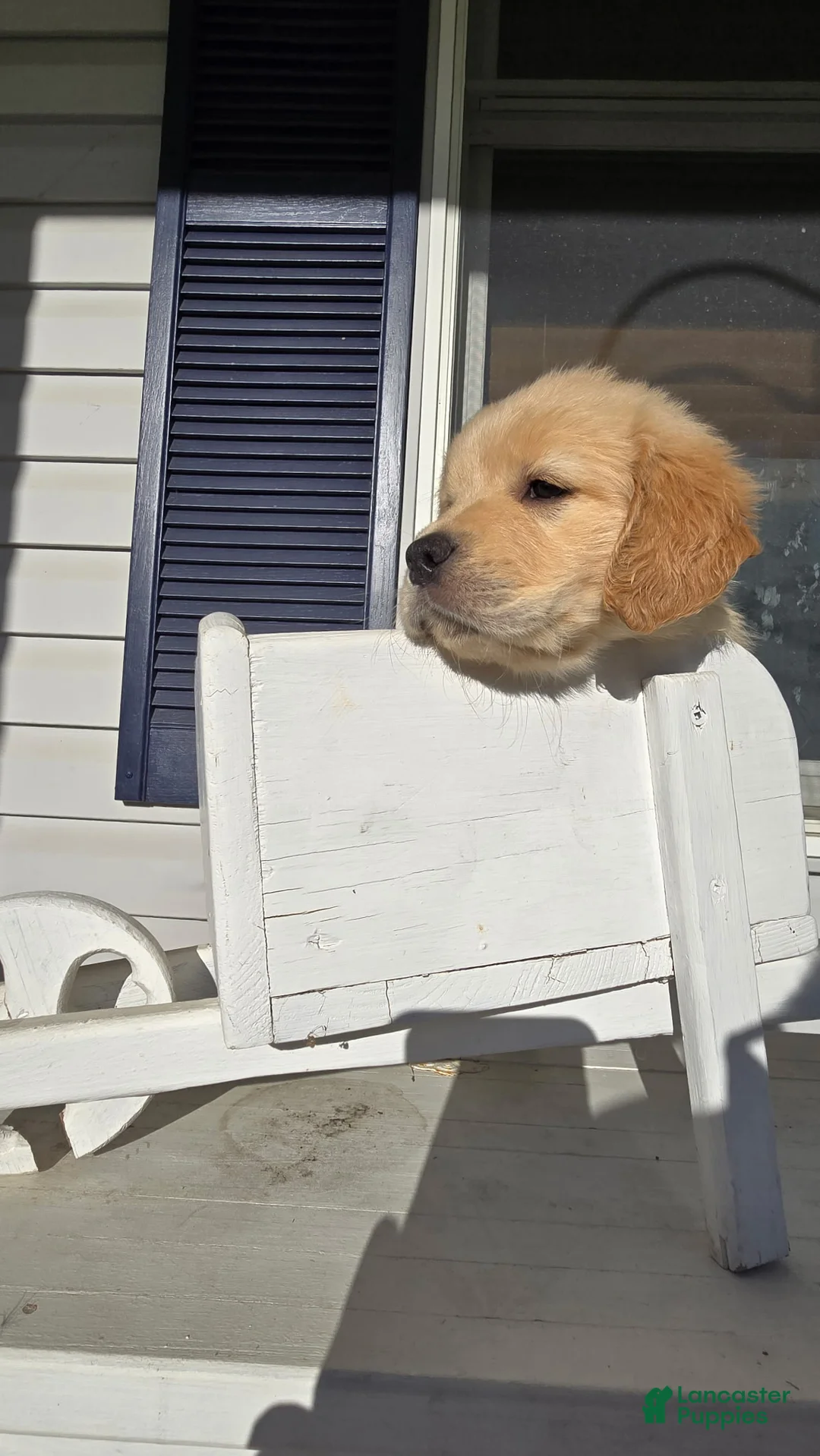 Golden Retriever dogs for sale: Golden Retriever Puppy 2 - Ad 2