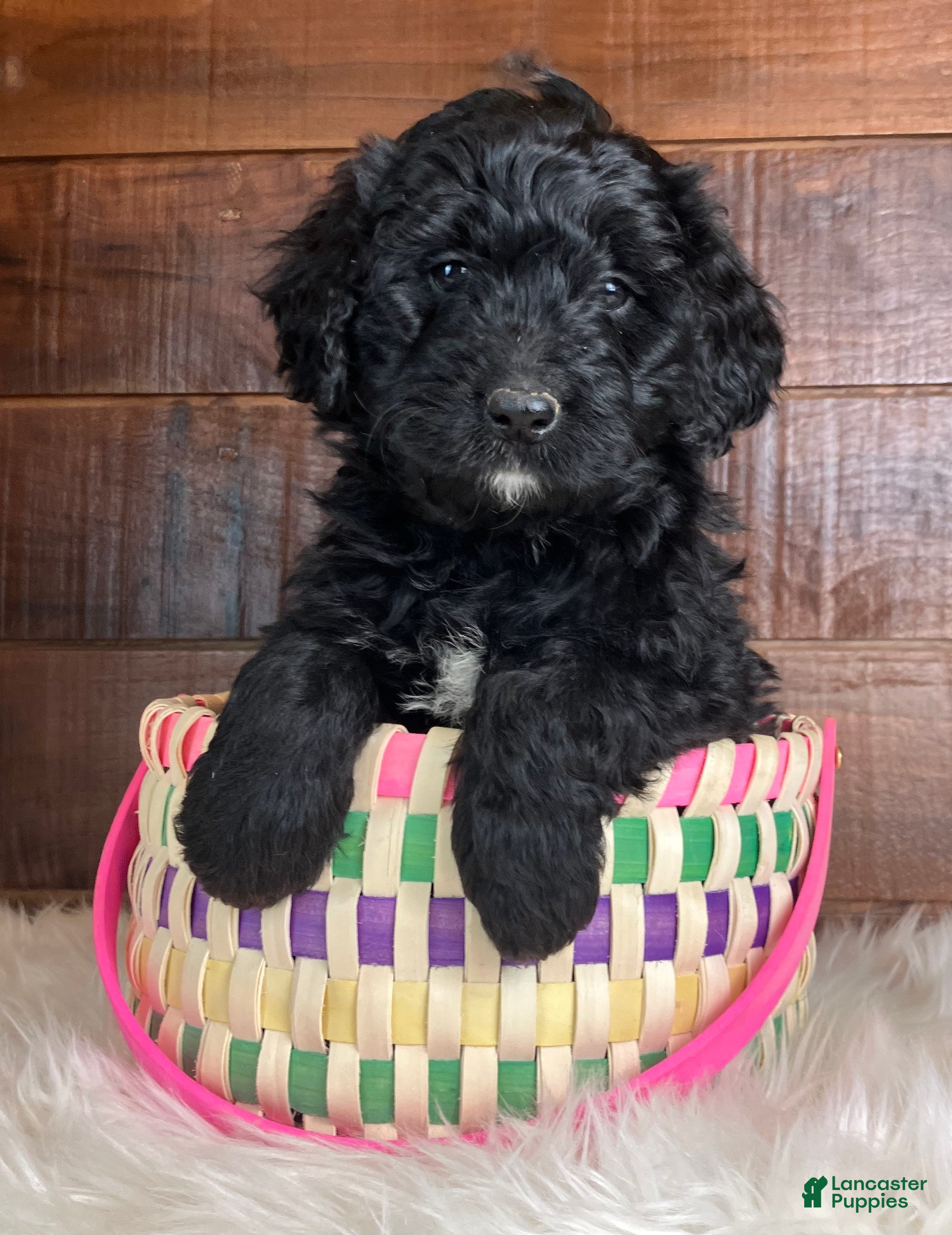 Bernedoodle dogs Espresso  - Ad 1