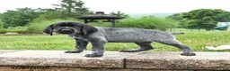 German Shorthaired Pointer dogs for sale: Heidi - Ad 3