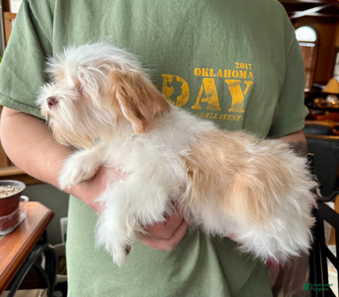 Havanese dogs for sale: Eggnog - Ad 6