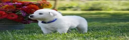 Great Pyrenees dogs for sale: AKC Orion - Ad 3