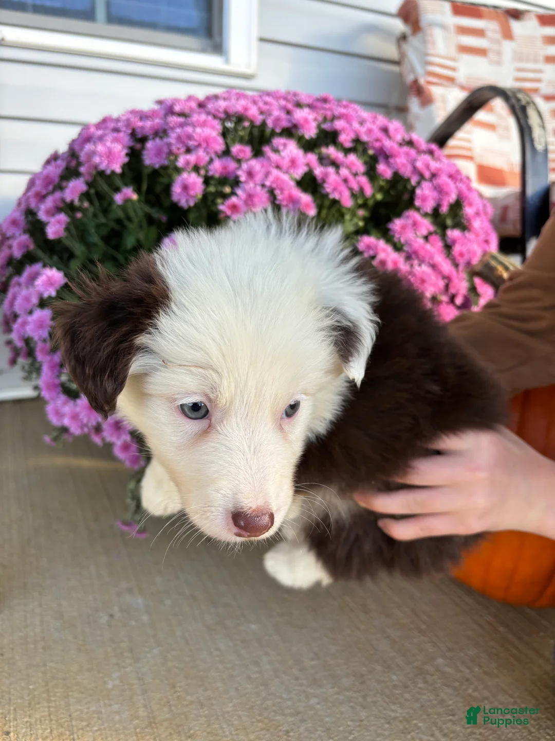 Australian Shepherd dogs for sale: Apple (AKC) - Ad 2