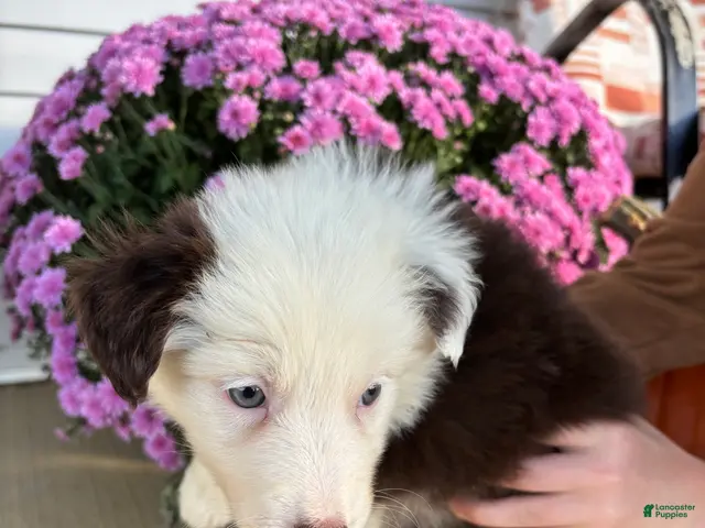 Australian Shepherd dogs for sale: Apple (AKC) - Ad 2