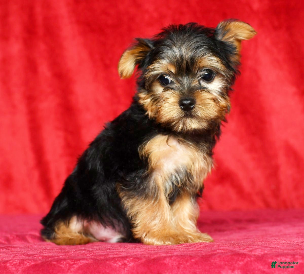 Yorkshire Terrier Puppies for sale in Cincinnati, Ohio Lancaster