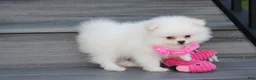 Pomeranian dogs for sale: Reese - Ad 8