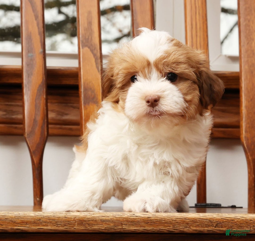 Havanese dogs for sale: Tonya - Ad 5