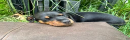 Miniature Pinscher dogs for sale: Miniature Pinscher 2 ( clementine ) - Ad 6