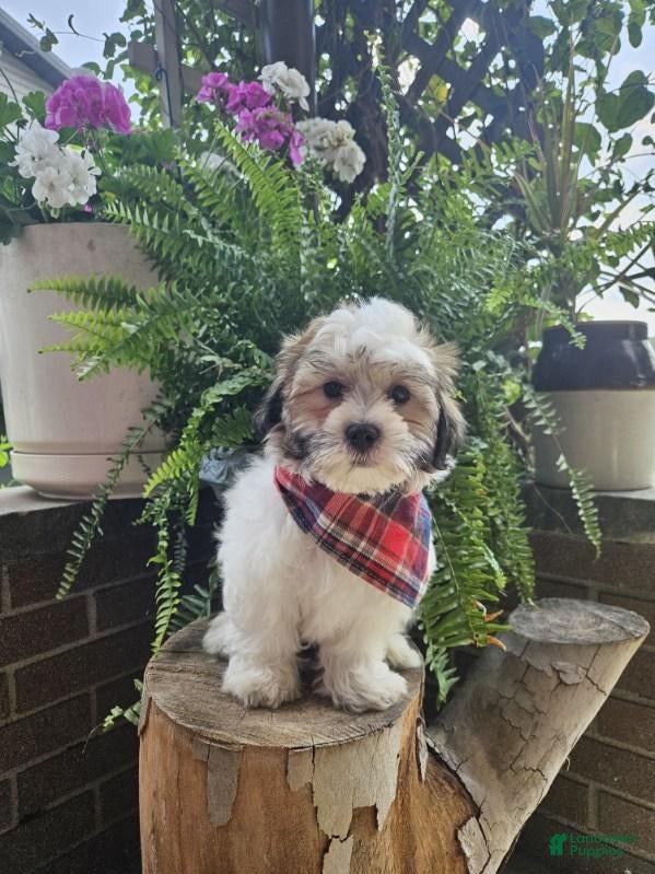 Shih Tzu dogs Brett - Ad 1