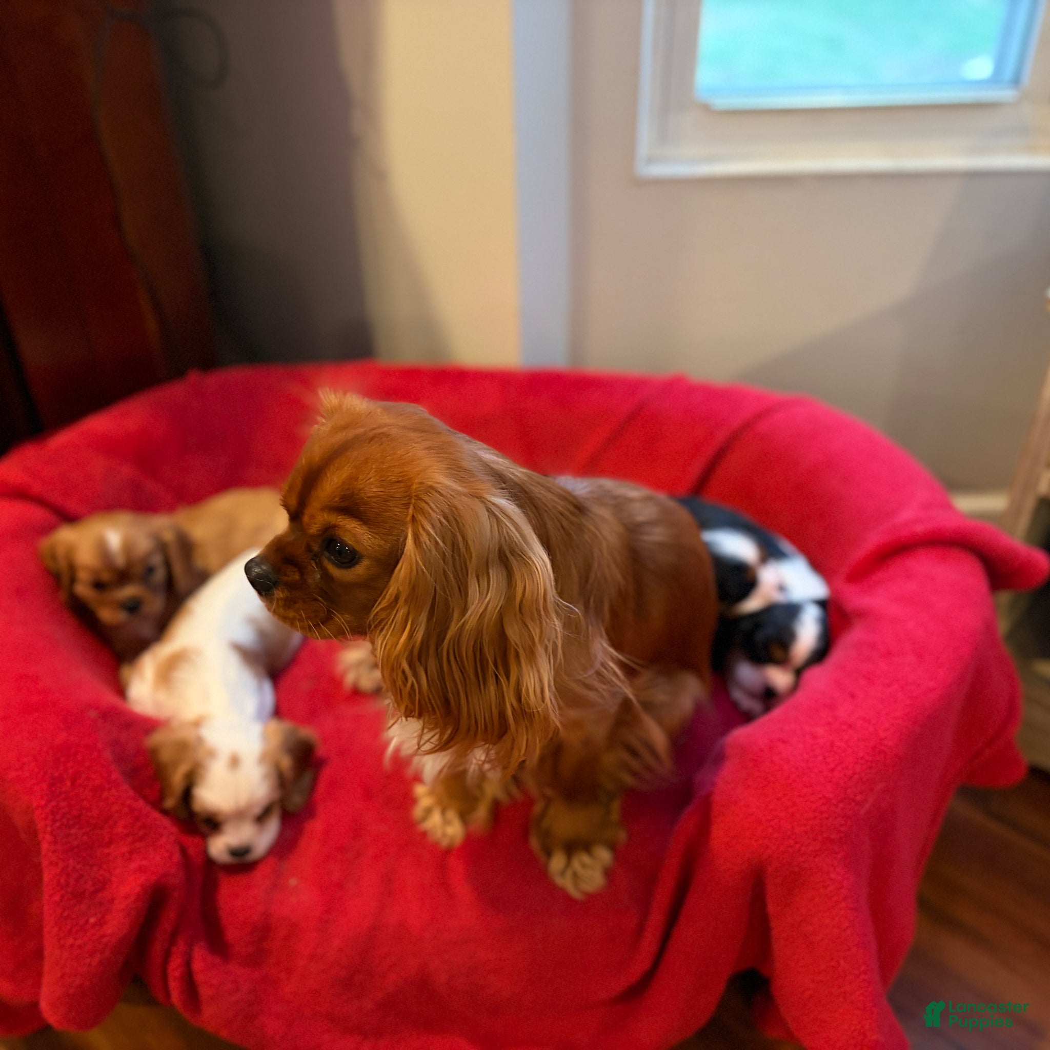 Cavalier King Charles Spaniel dogs for stud: RUBY Cavalier King Charles Spaniel STUD SERVICE - Ad 2