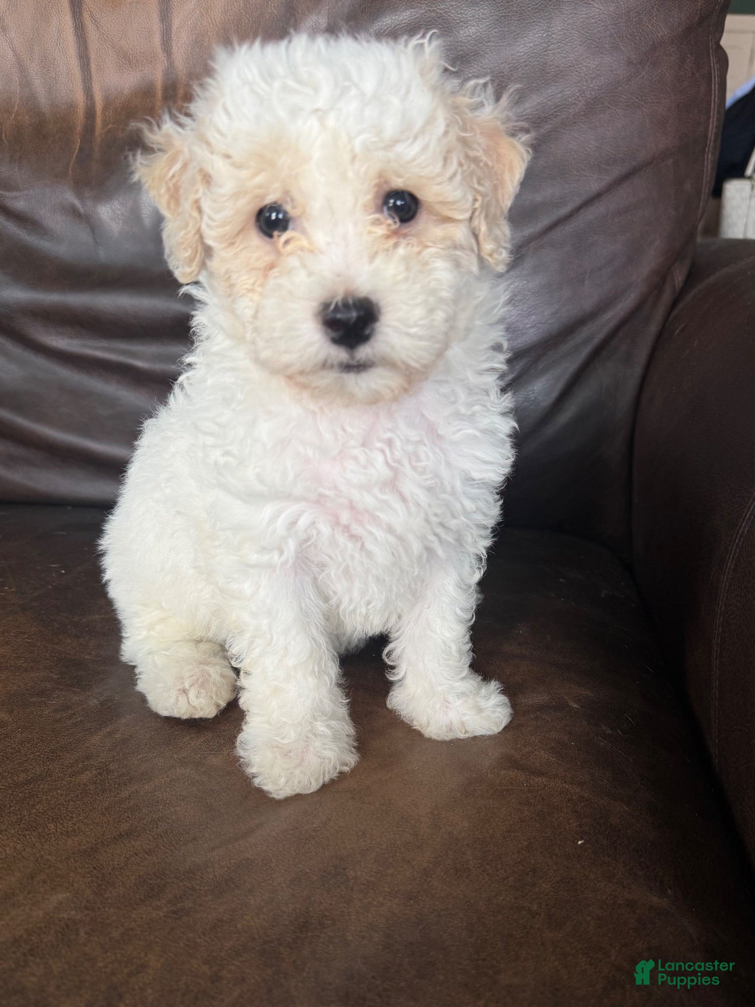 Bichpoo dogs Bentley - Ad 2