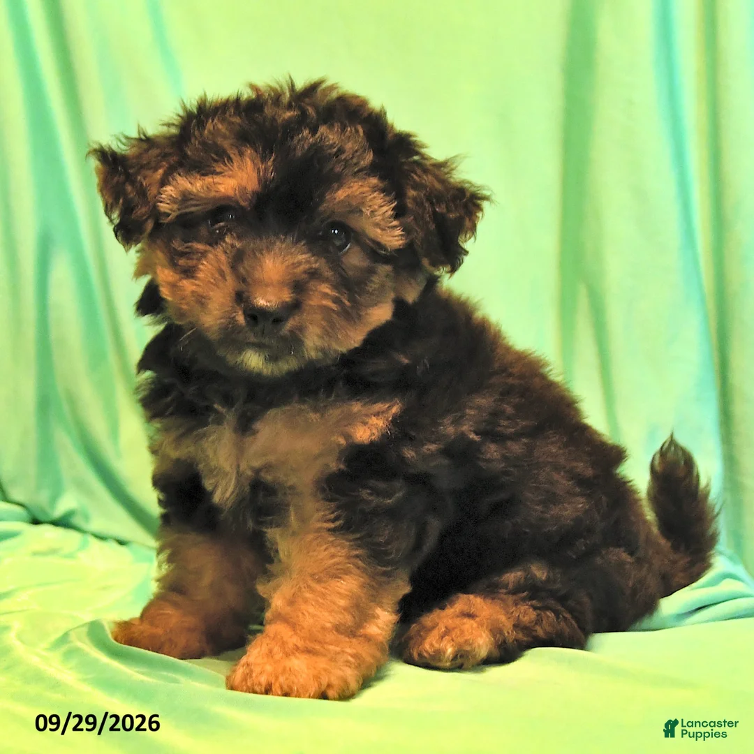 Yorkshire Terrier dogs for sale: Dwight - Ad 2