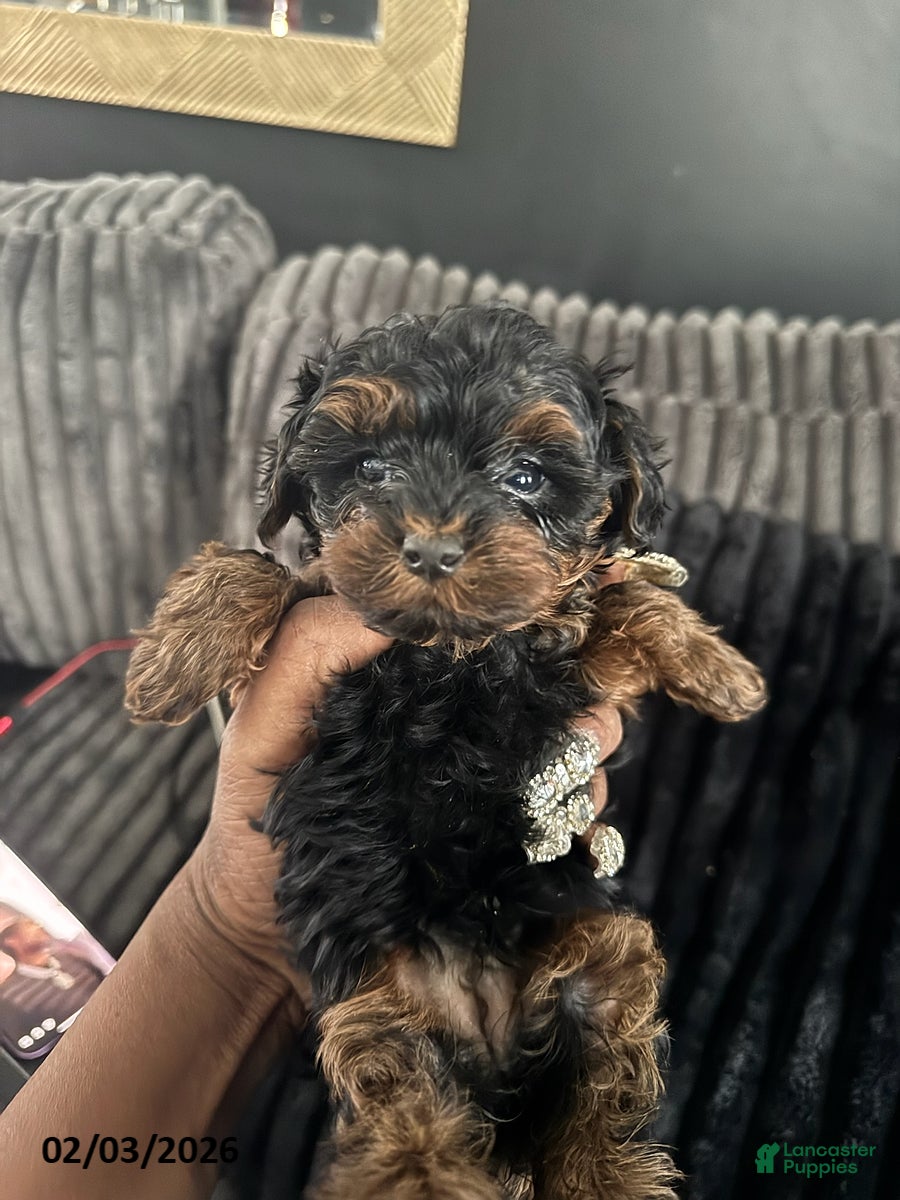 Yorkiepoo dogs Bella   - Ad 3
