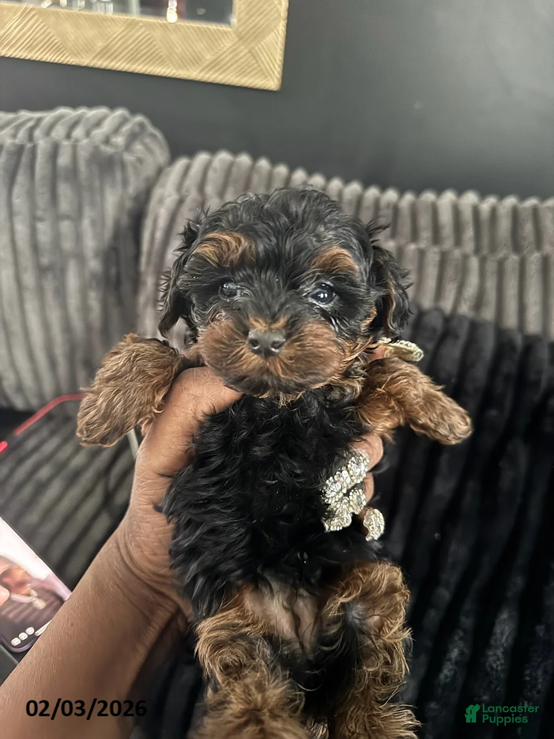 Yorkiepoo dogs for sale: Bella   - Ad 1