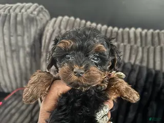 Yorkiepoo dogs Bella - Ad 3