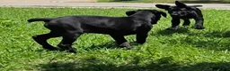 Cane Corso dogs for sale: Dean AKC green collar - Ad 4