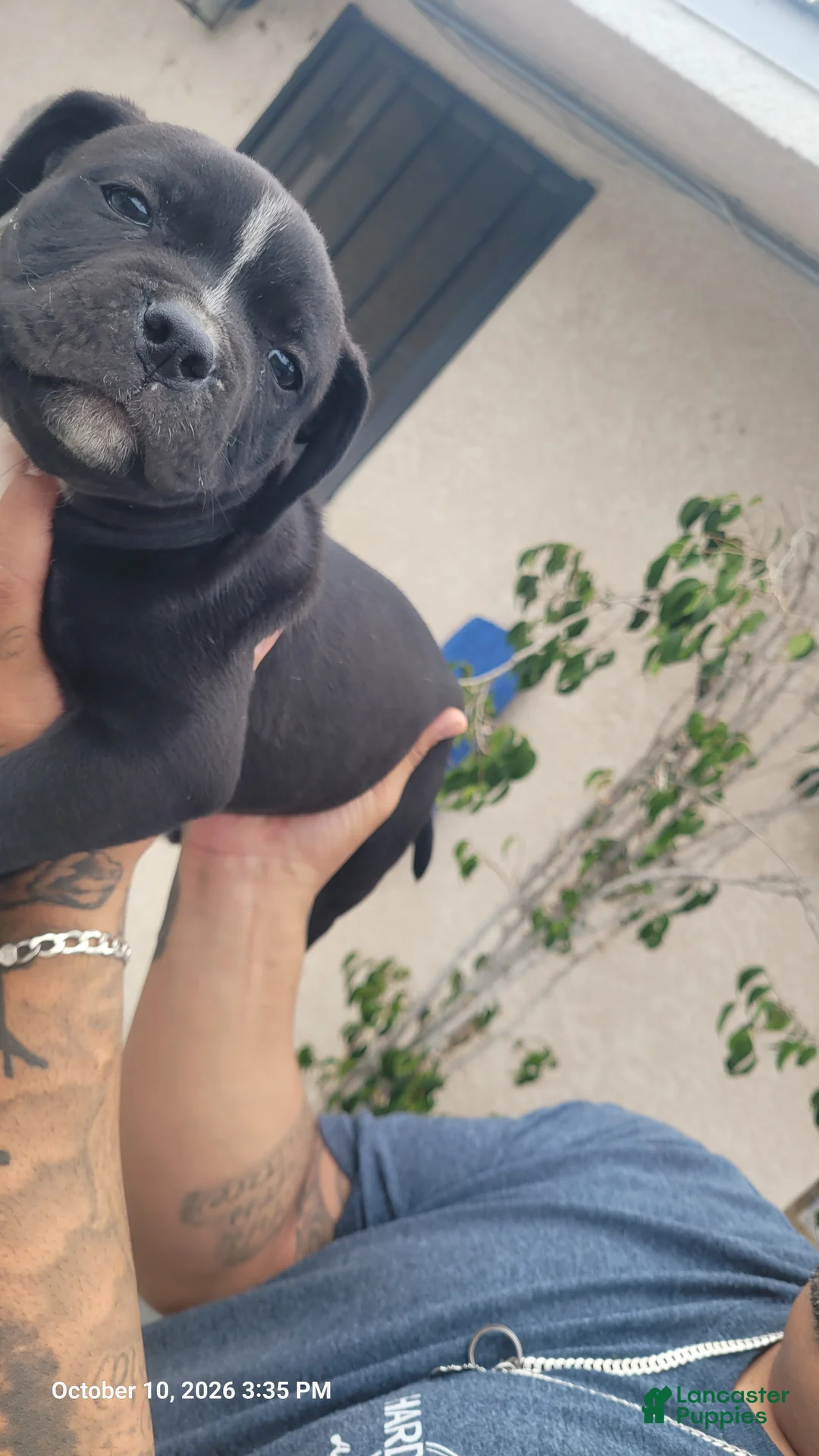 Mixed Breed dogs for sale: Mixed Breed 4 - Ad 2