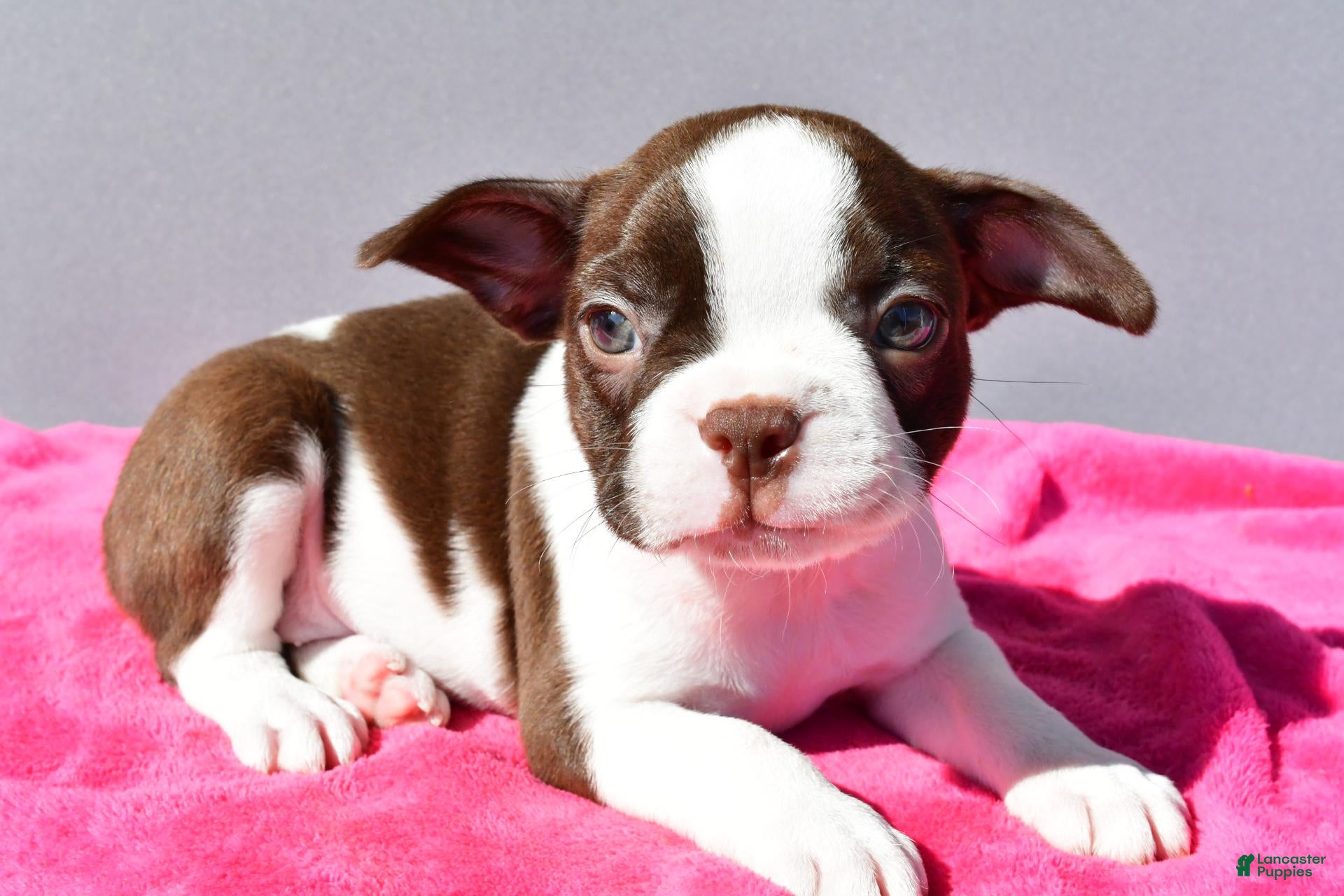 Boston Terrier dogs Trixie - Ad 2