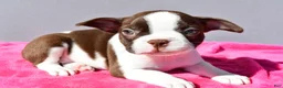 Boston Terrier dogs for sale: Trixie - Ad 2