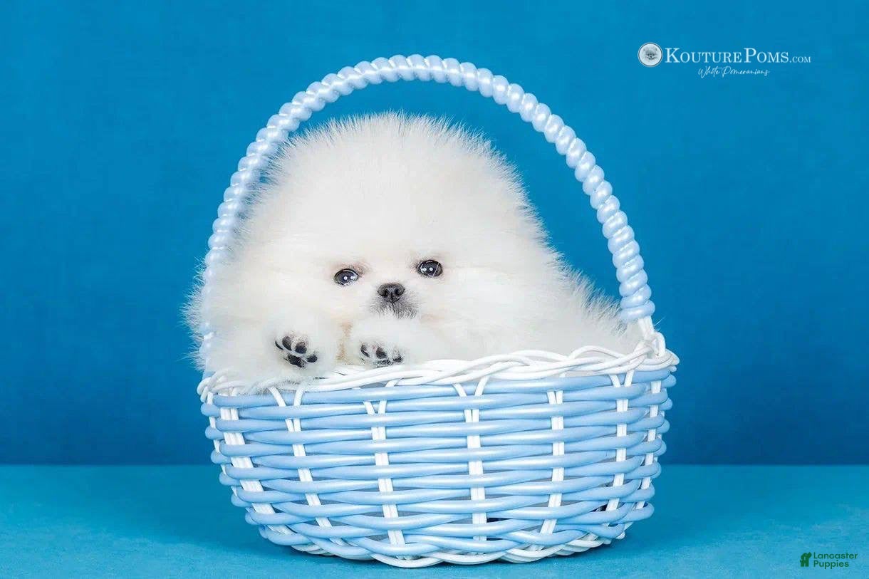 Pomeranian dogs Dior - Ad 23