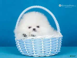 Pomeranian dogs Dior - Ad 23