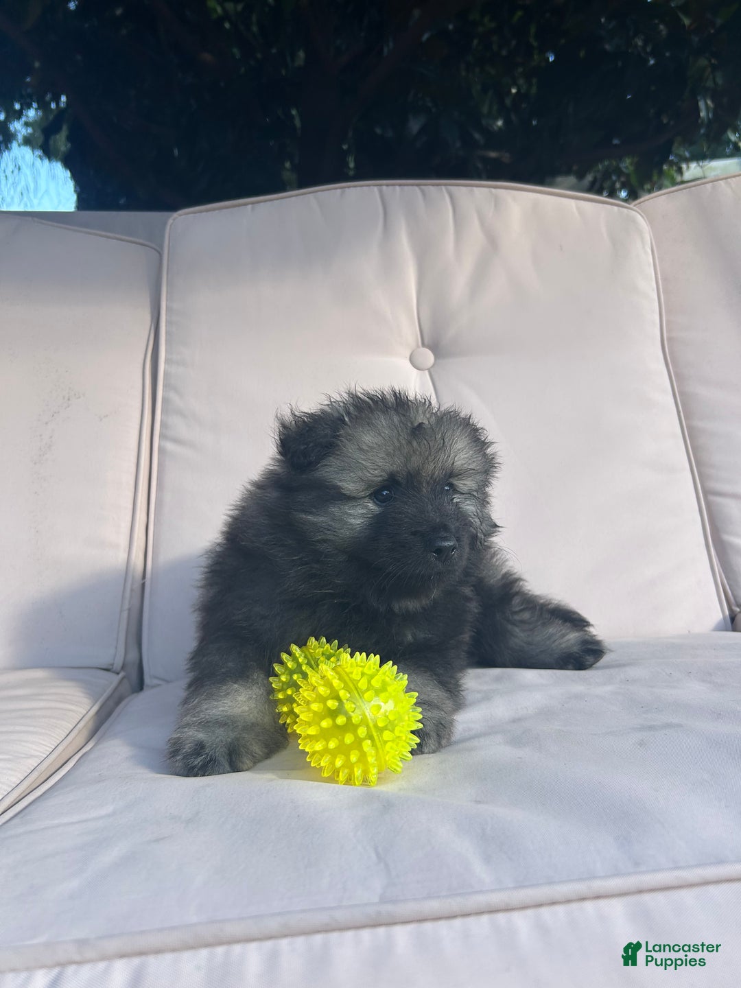 Keeshond dogs for sale: Archi - Ad 5