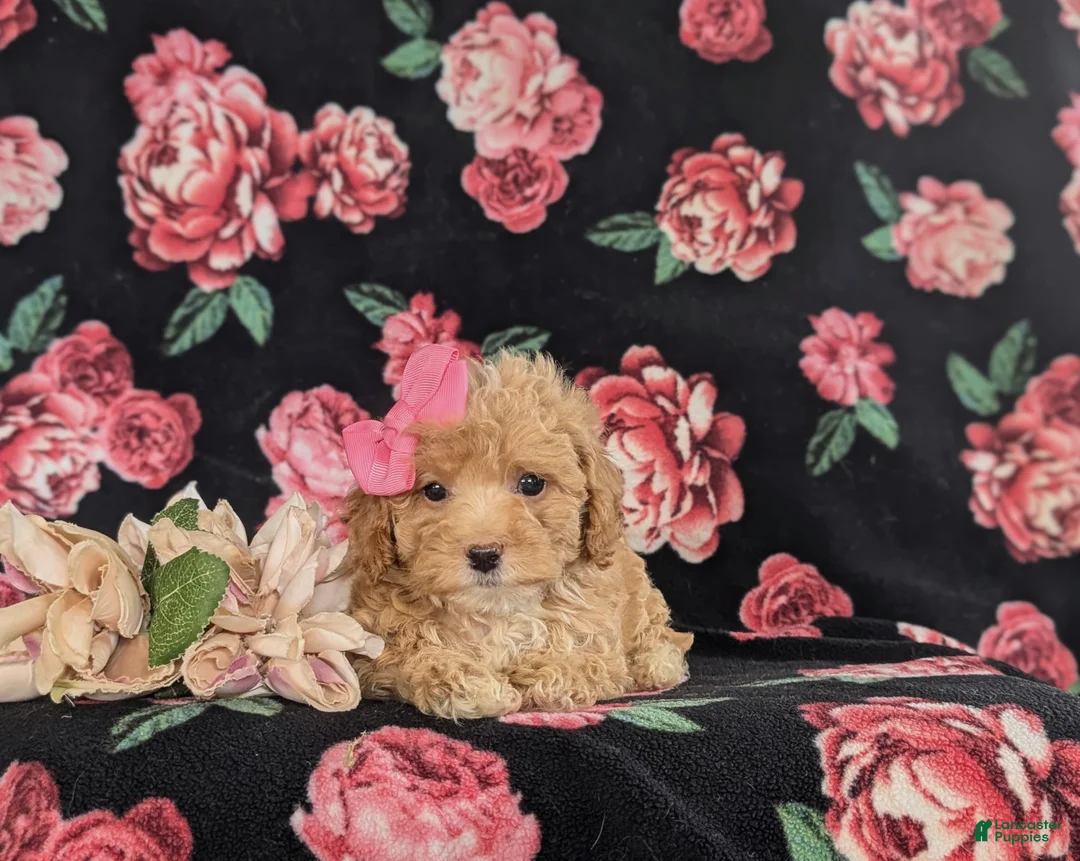 Bichpoo dogs for sale: Athena - Ad 6