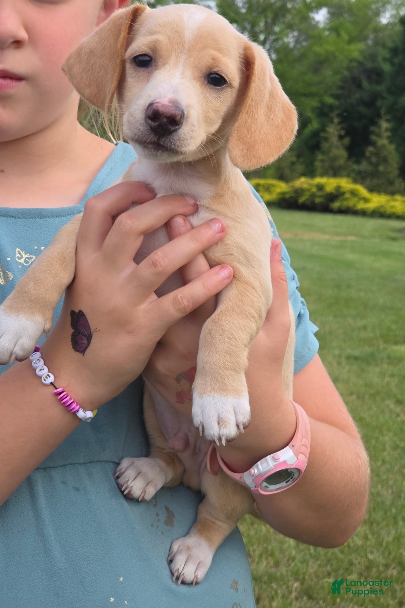 Miniature Dachshund dogs Ranger - Ad 1